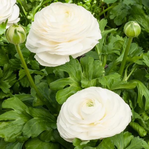 Weiße Ranunkeln - Title:Das beutel von 10 blumenzwiebeln / umfang 6-7cm