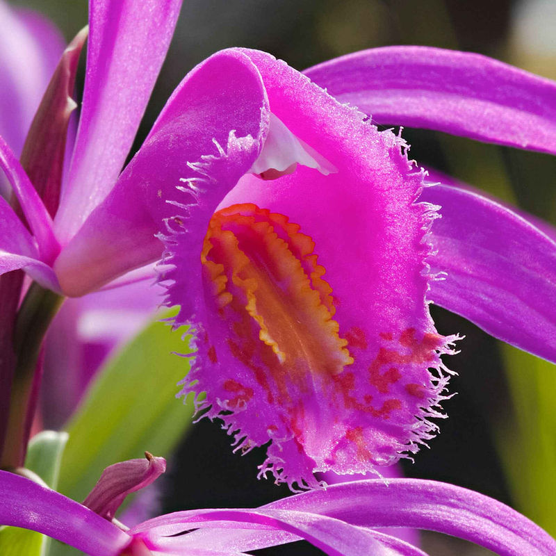 Gartenorchidee Bletilla (x2)