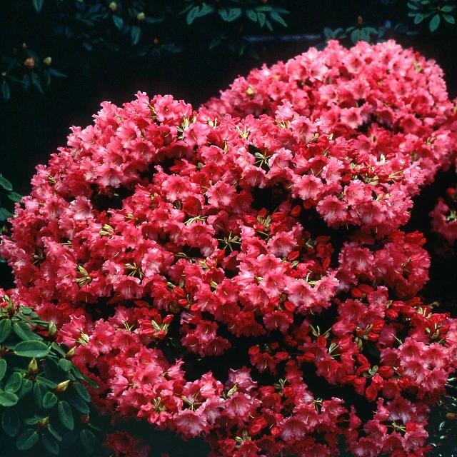 Zwerg Alpenrose Baden-Baden