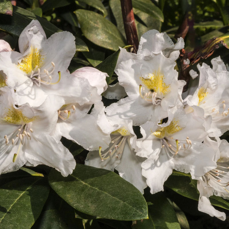 Alpenrose Cunningham's White