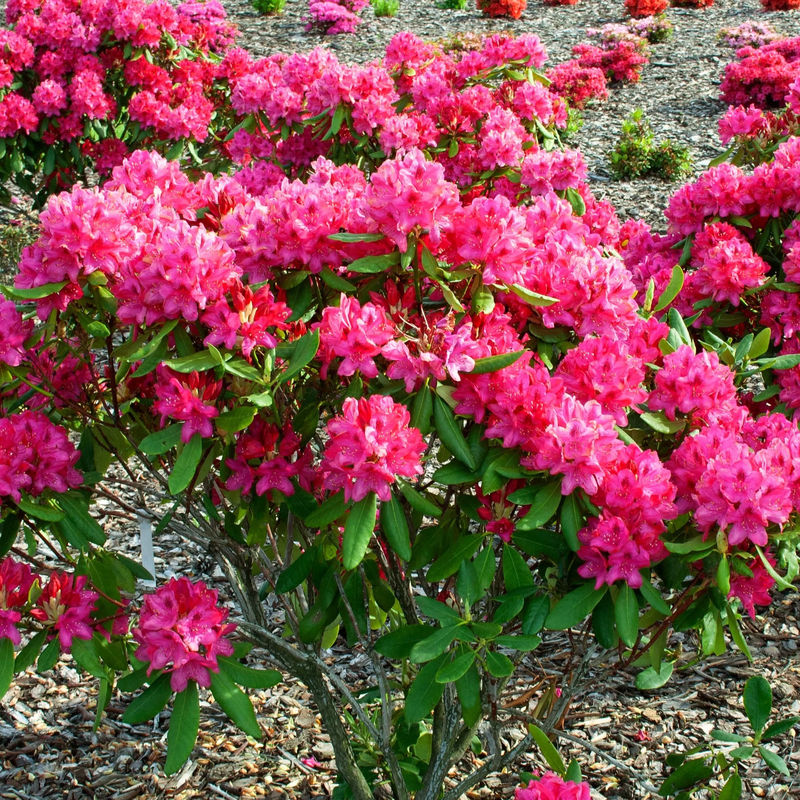 Alpenrose 'Nova Zembla'
