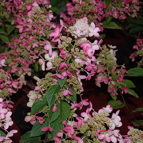 Rispenhortensie Ruby Angels Blush