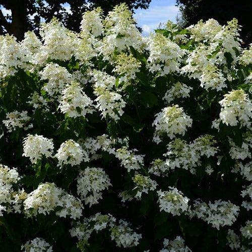 Rispenhortensie Great Star® Le Vasterival