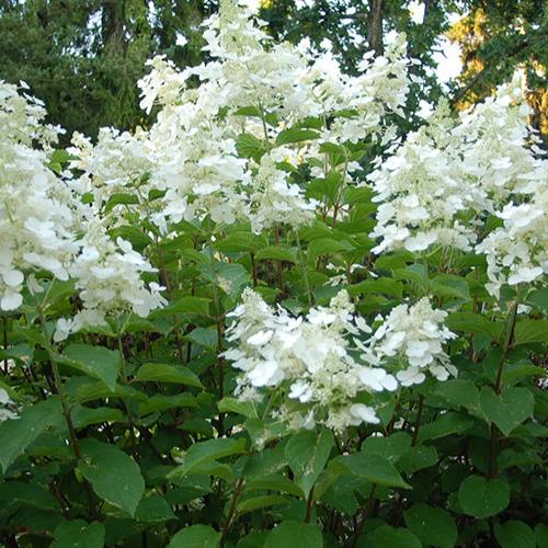 Rispenhortensie White Lady