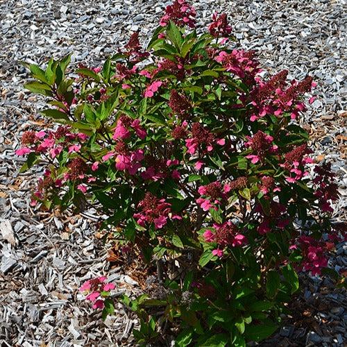 Rispenhortensie Prim'Red® Couhaprim
