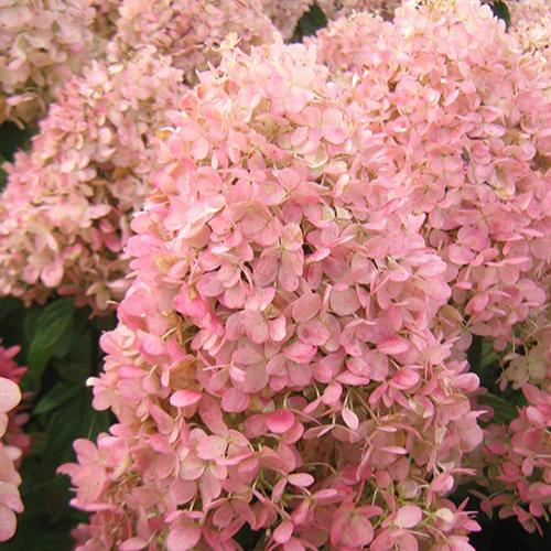 Rispenhortensie Magical® Sweet Summer