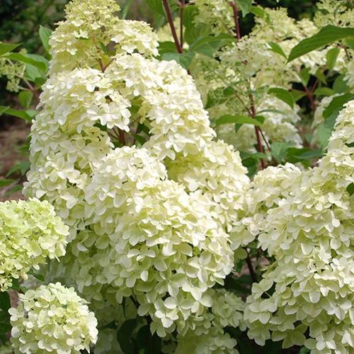 Rispenhortensie Diamantino®