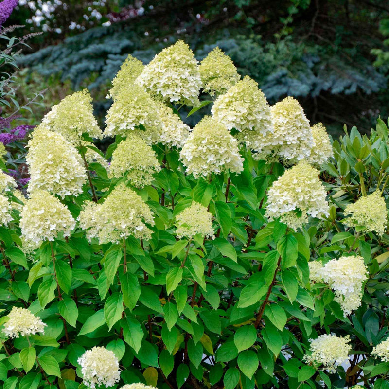 Rispenhortensie 'Silver Dollar'
