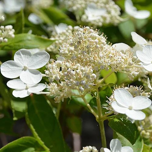 Rispenhortensie Prim White® Dolprim