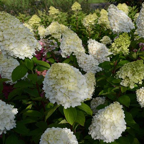 Rispenhortensie Magical® Moonlight