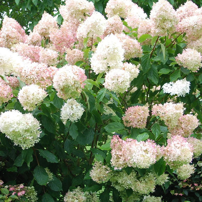 Rispenhortensie Phantom
