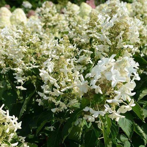 Rispenhortensie Levana