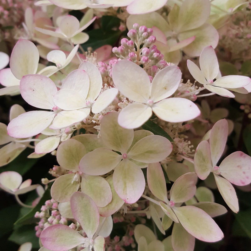 Rispenhortensie Pastelgreen®