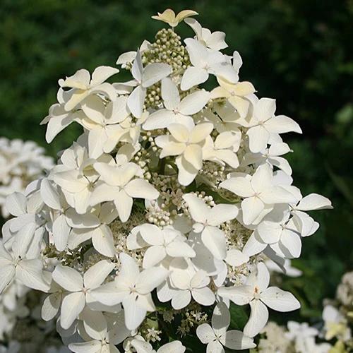 Rispenhortensie Magical® Starlight