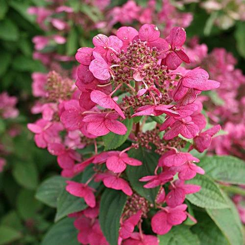 Rispenhortensie Magical ® Fire