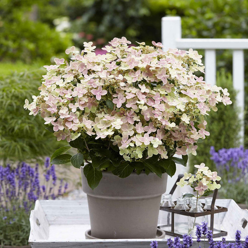 Rispenhortensie 'Switch Ophelia'®
