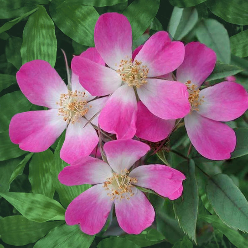 Rotblatt-Rose Glauca