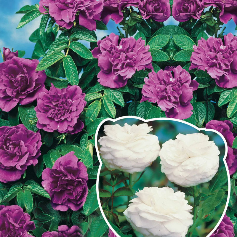 Botanische Rosen (x2)