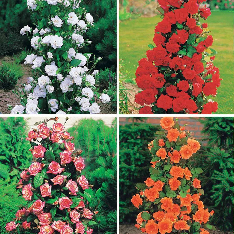 Strauchrosen Mischung (Shalom, Korbin, Westerland, Hand) (x4)