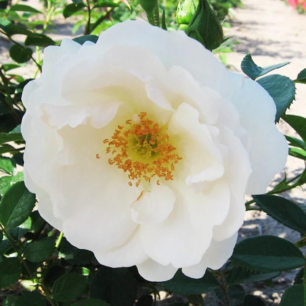 Kletterrose Hella