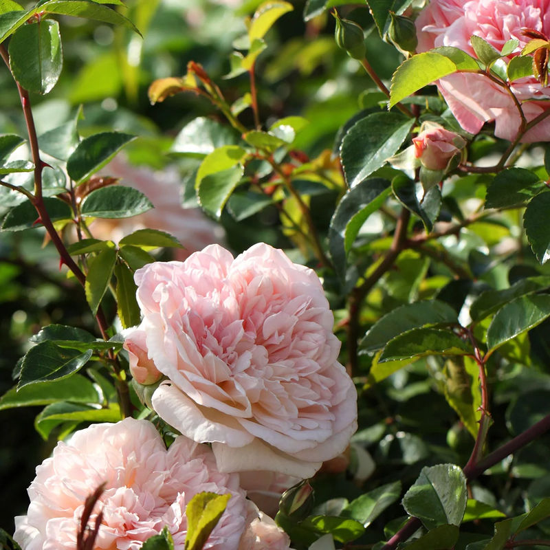 Kletterrose Gloire de Dijon