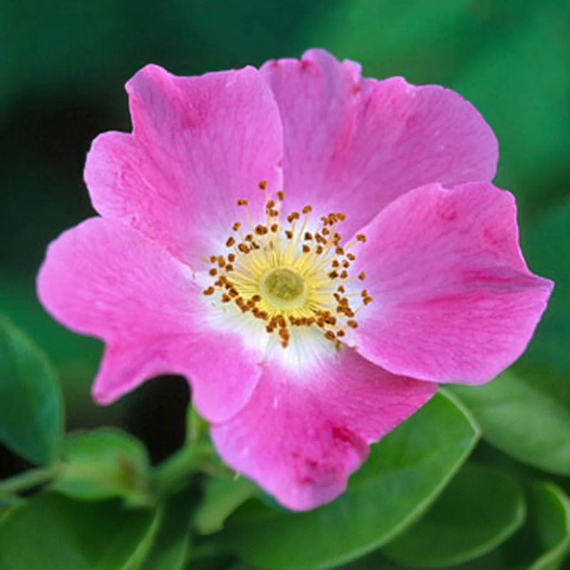 Hundsrose