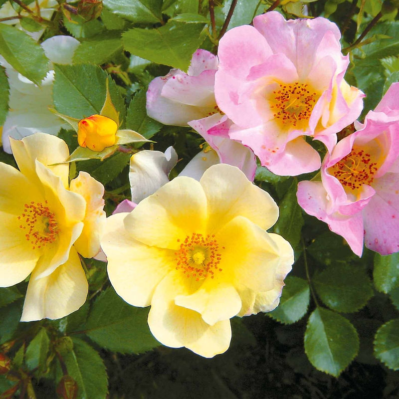 Kollektion Bodendeckerrosen (Happy Chappy + Wonderland) (x6)