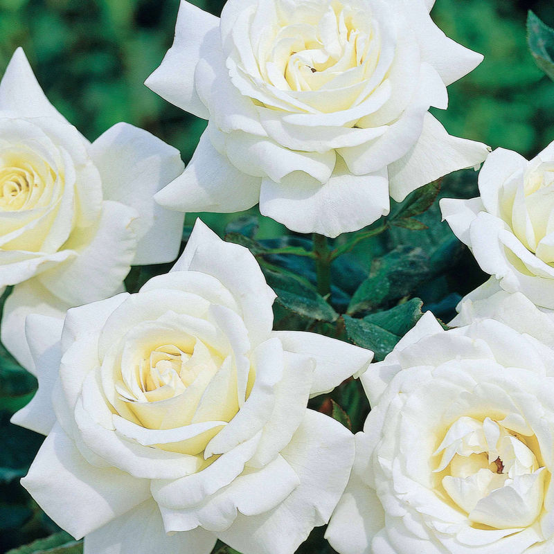 Strauchrose Helga - Title:Das stück in nackte wurzel / 3+ äste