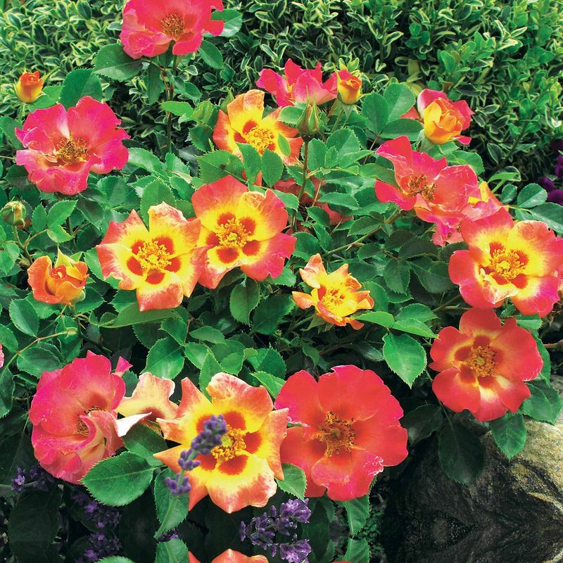 Rose Babylon Eyes ® Sunshine Intereybabnus VOC