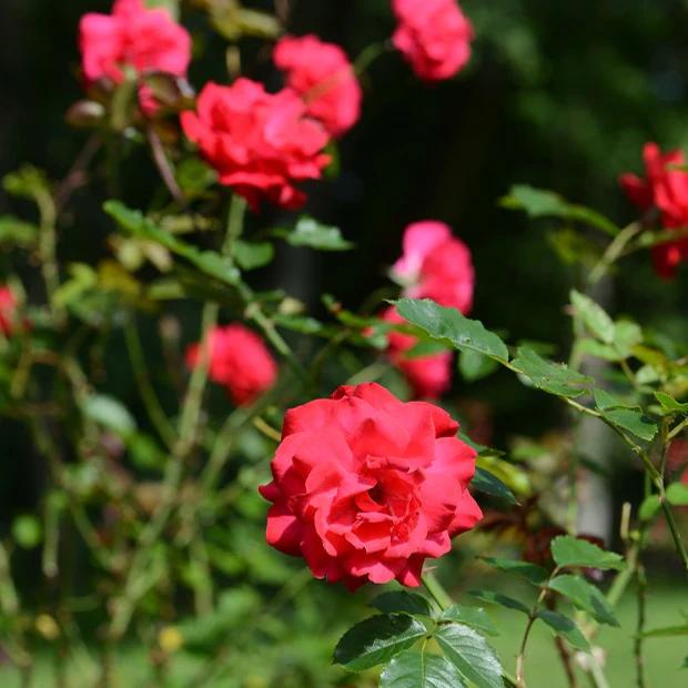 Strauchrose Shalom ®