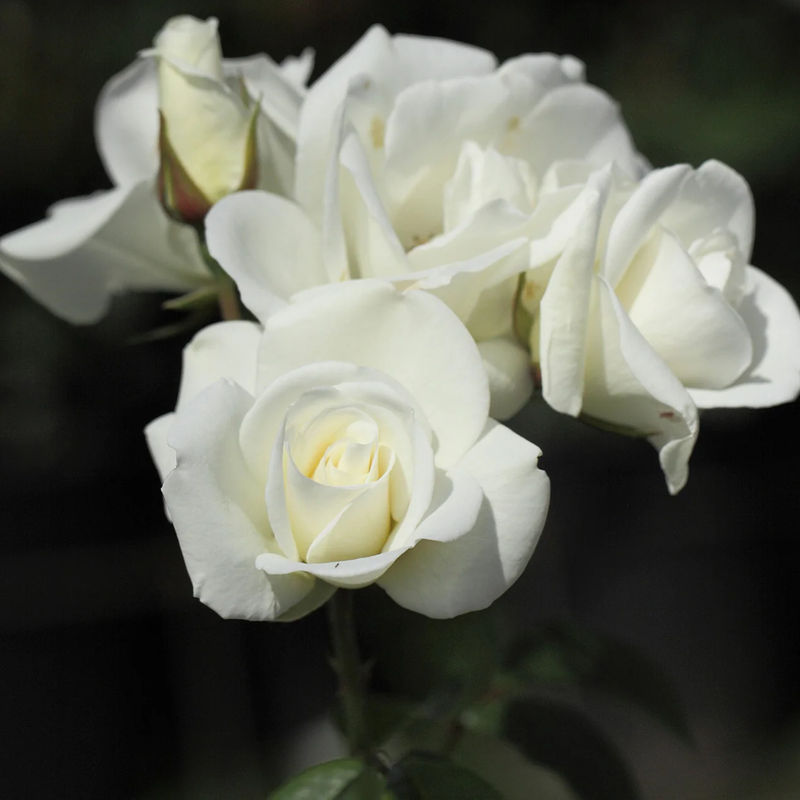 Strauchrose Schneewittchen®