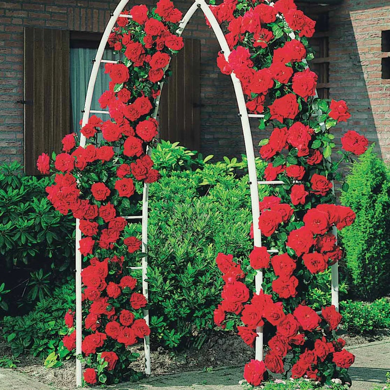 Kletterrose Musimara