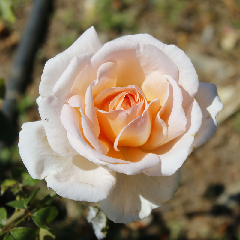 Strauchrose Malaga ® - Title:Der wurzelballen / 3+ äste
