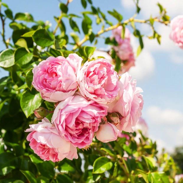 Kletterrose Jasmina Korcentex
