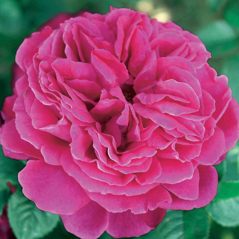 Englische Rose Fish Ausgreen ®. - Title:Das stück in nackte wurzel / 3+ äste