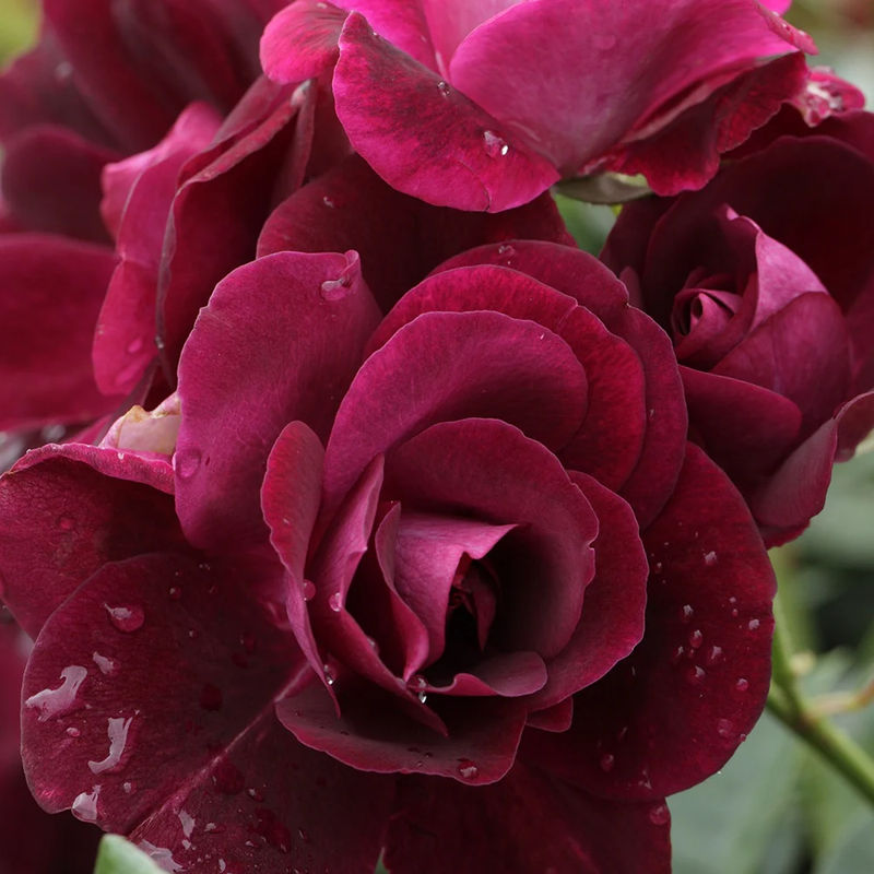 Rosenstrauch Burgundy Ice ®