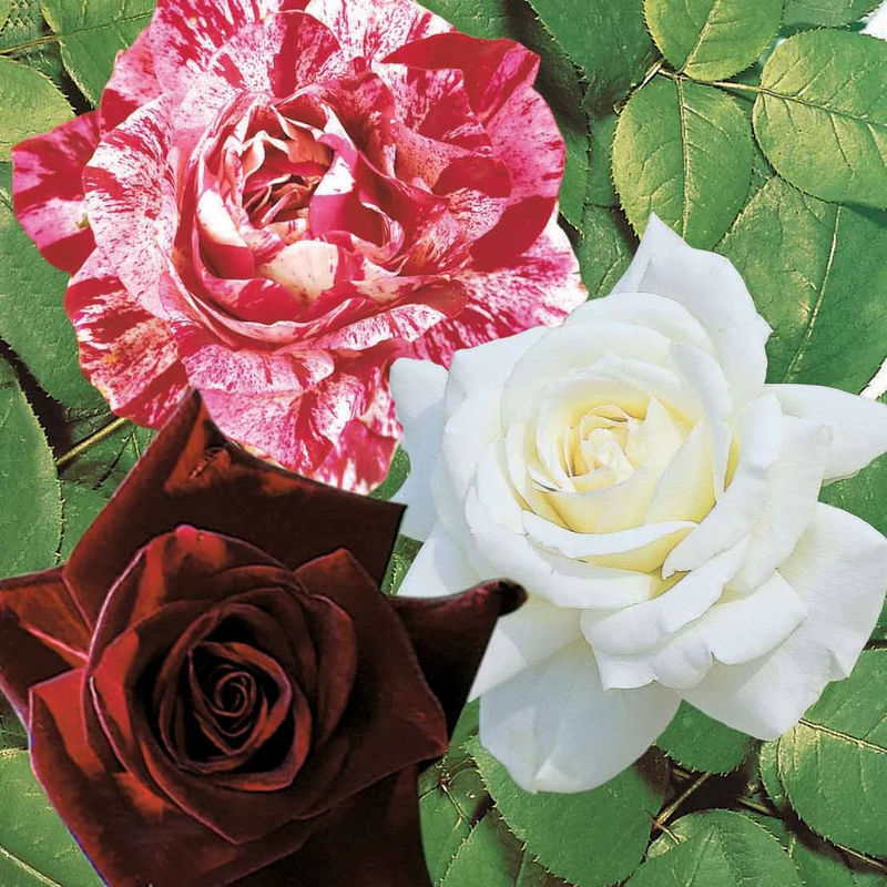Kollektion Edelrosen (Black Baccara, Candy stripe, Helga) (x3)
