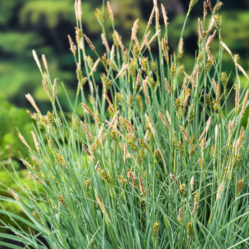 Falsche Pikiersegge - Carex