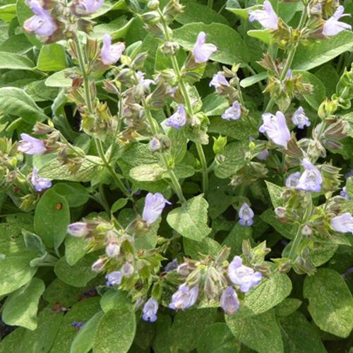 Salvia officinalis Berggarten