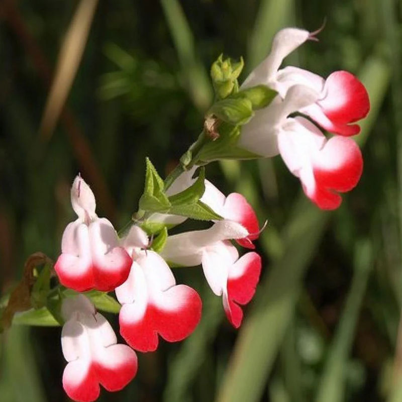 Johannisbeer-Salbei Hot Lips