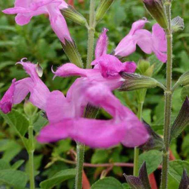 Salbei Pink Beauty