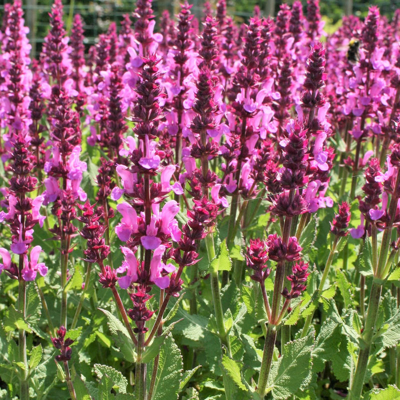 Salbei hellrosa