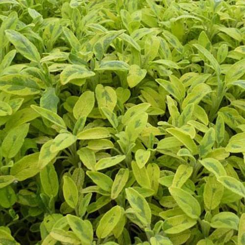 Salvia officinalis Aurea Goldener panaschierter Salbei