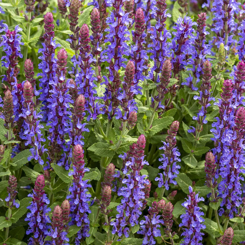 Blüten-Salbei Sensation Deep Blue