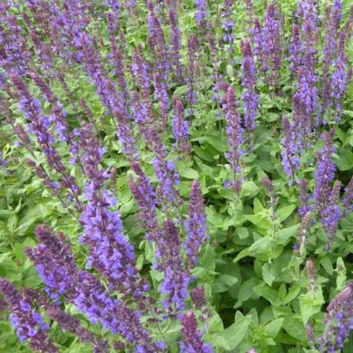 Blüten-Salbei Blaukönigin