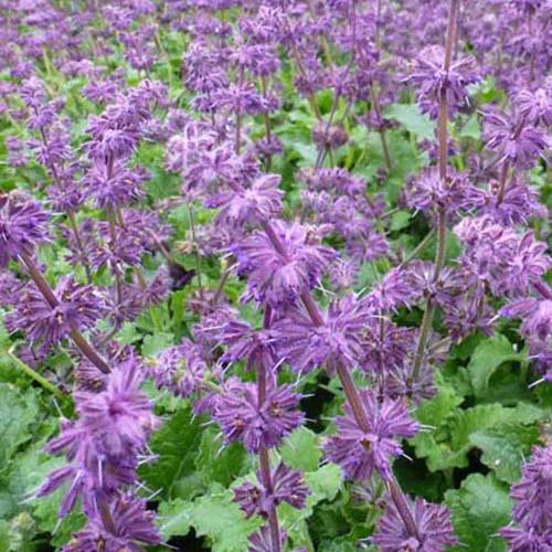 Aufrechte Salbei Purple Rain