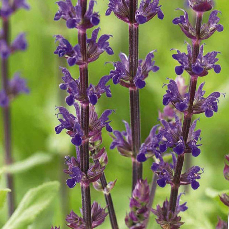 Steppen Salbei 'Caradonna'