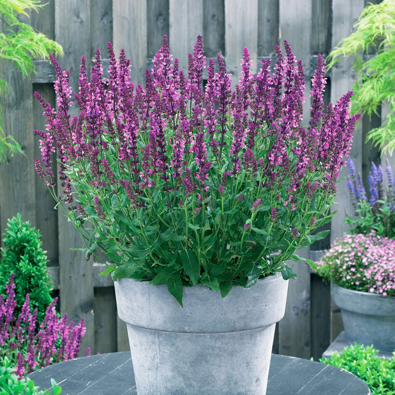 Salbei Friesland Pink (x3)