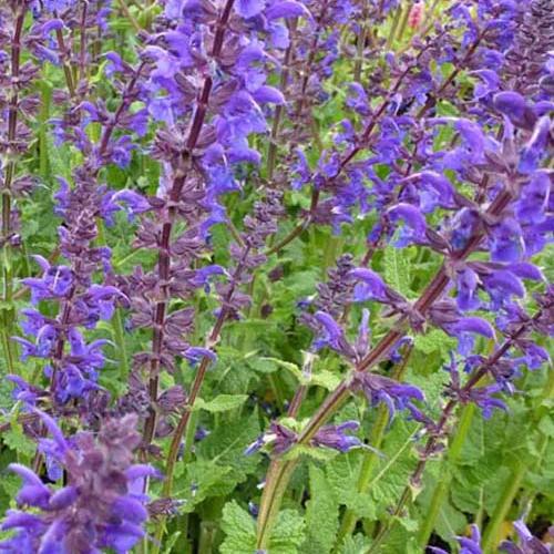 Wald-Salbei Viola Klose