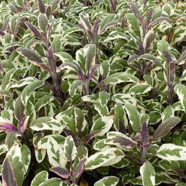Dreifarbiger Garten-Salbei